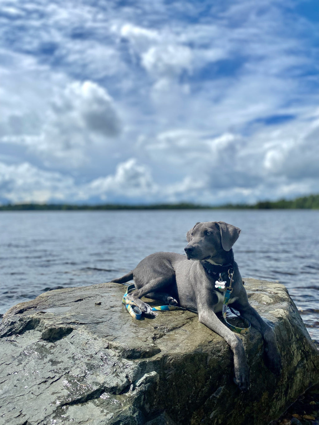 Salty Paws Blue Plumeria Tropical Hawaiian Dog Leash — 6ft