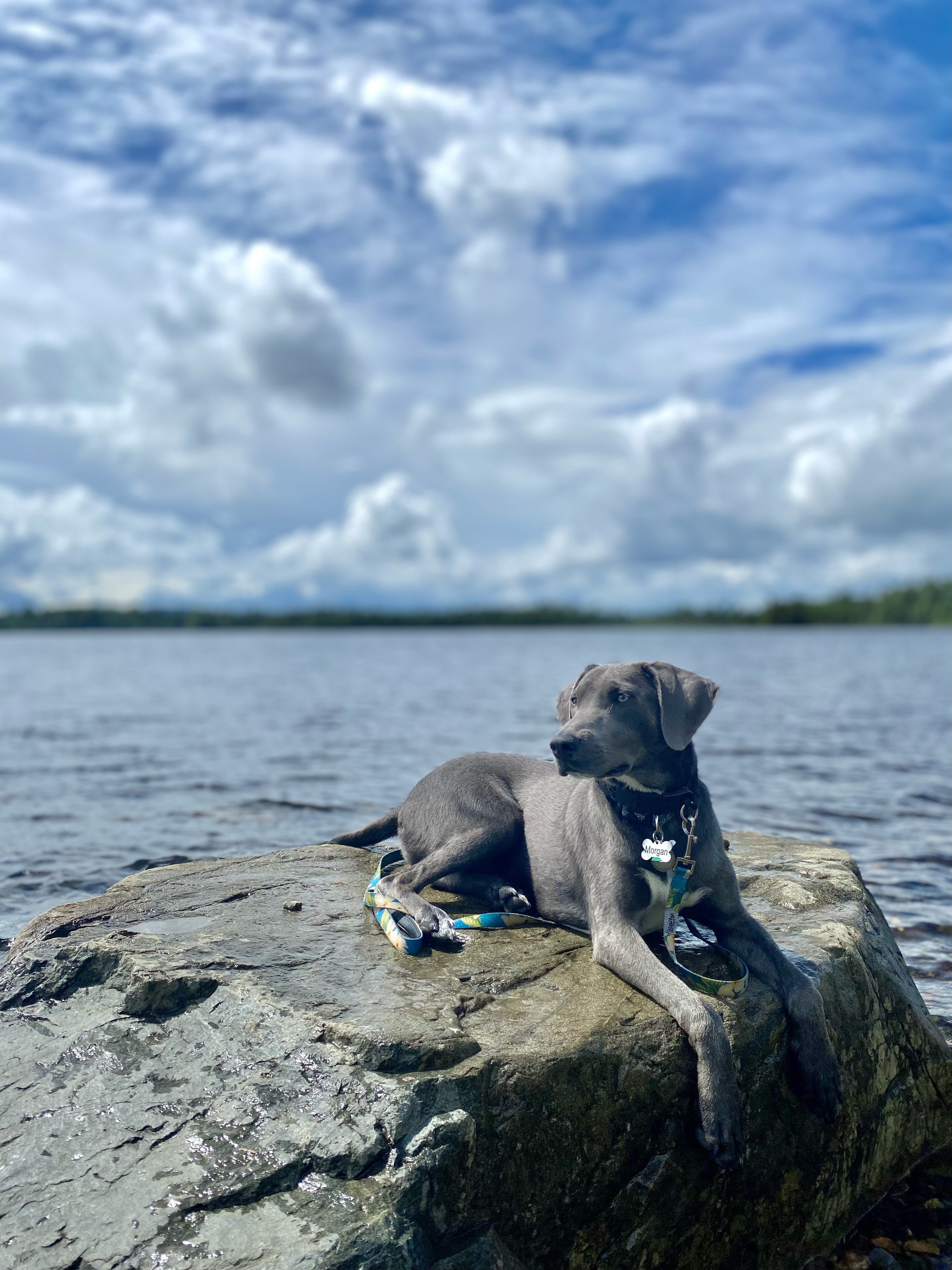 Salty Paws Blue Plumeria Tropical Hawaiian Dog Leash — 6ft